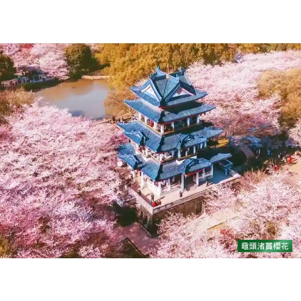 黿頭渚賞櫻花