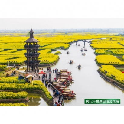 興化千島剁田油菜花海